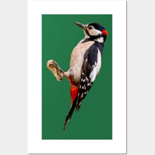 Great Spotted Woodpecker Posters and Art